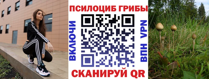 ОМГ ОМГ   наркота  Гвардейск  Псилоцибиновые грибы Cubensis 